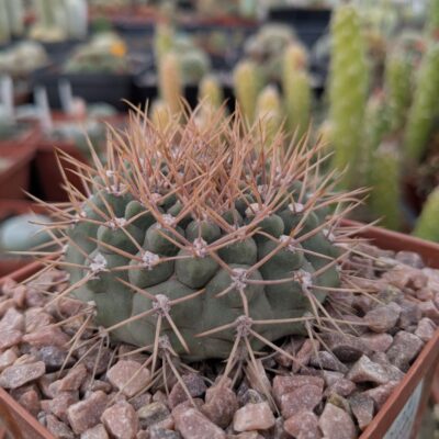 Gymnocalycium ochoterenae v. scoparium GN 98 -244