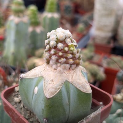 Mammillaria theresae