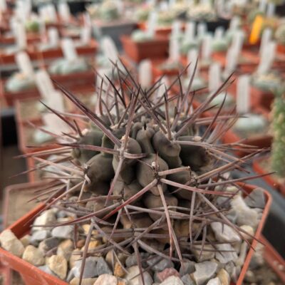 Gymnocalycium schickendantzii