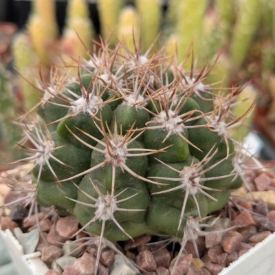 Gymnocalycium mostii subsp. valnicekianum