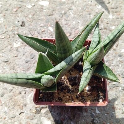 Sansevieria ‘Rookie’