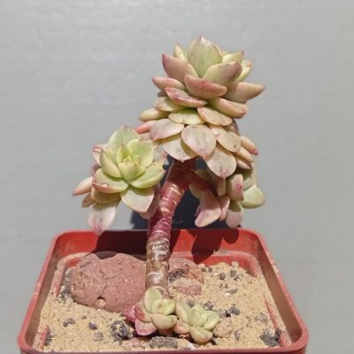 Sedeveria Rolly variegata