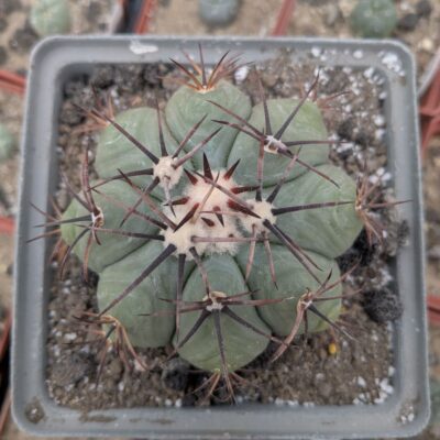 Echinocactus horizonthalonius