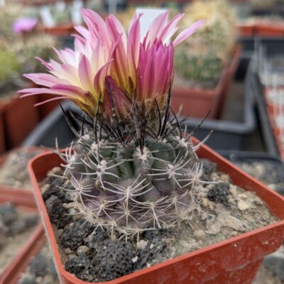 Neochilenia chilensis
