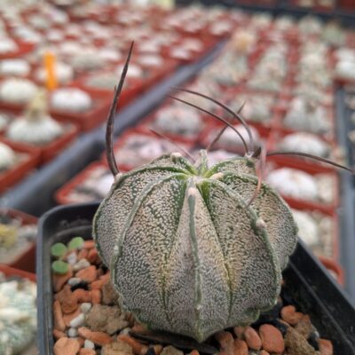 Astrophytum capricorne