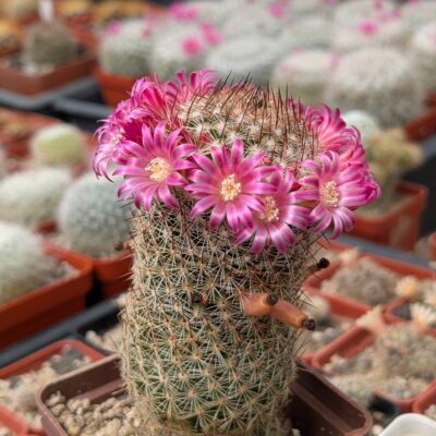 Mammillaria matudae