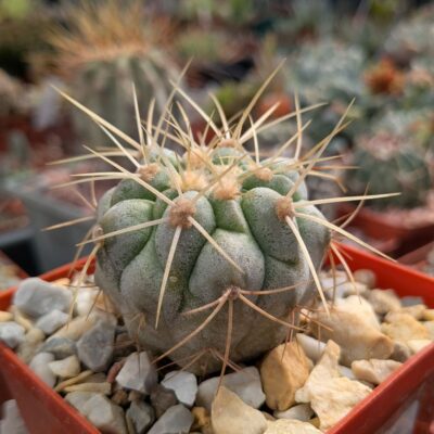Copiapoa cinerea v. haseltoniana