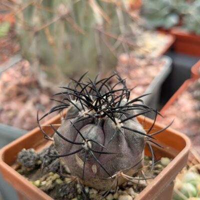 Copiapoa griseoviolacea, Atacama region, south of Freirina, Chile