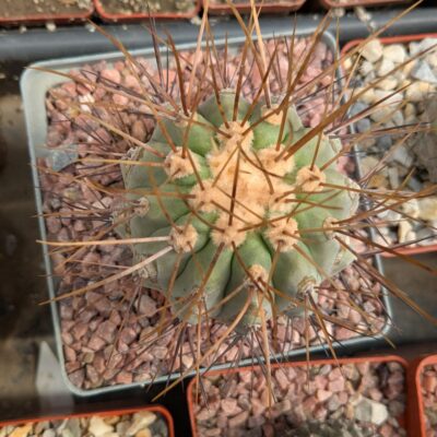Copiapoa cinerea v. gigantea PV1939 Taltal