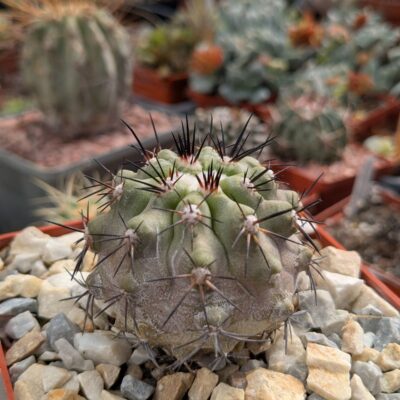 Copiapoa marginata