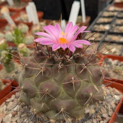 Thelocactus buekii