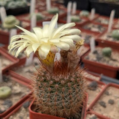 Notocactus schlosseri