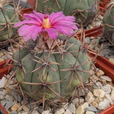 Echinocactus horizonthalonius