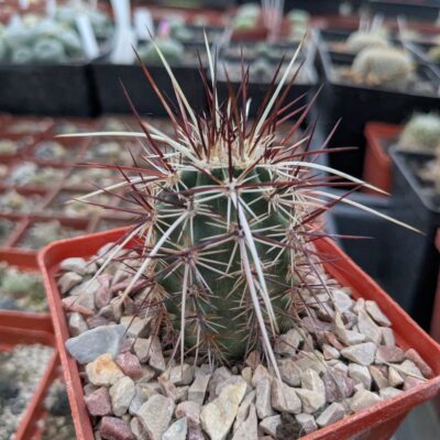 Echinocereus engelmanii v. chrysocentrus Indian Springs