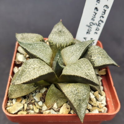 Haworthia emelyae "picta" GM 259, ex. S.H. X Haworthia emelyae v. comptoniana GM 266, ex. A.L.