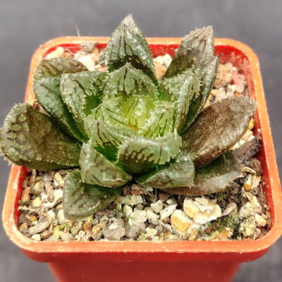 Haworthia  ‘Hakuteijyo’