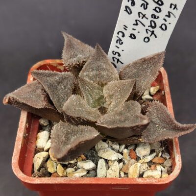 Haworthia cv. Kegazato X Haworthia pygmaea f. crystallina