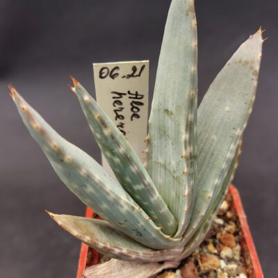 Aloe hereroensis, Upington, RSA