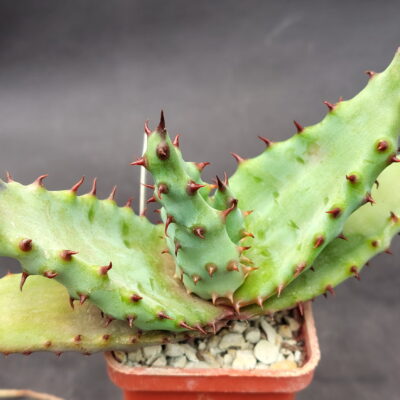Aloe marlothii, RSA  (Silverhill)