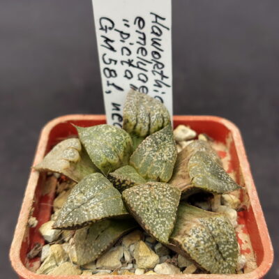 Haworthia emelyae "picta" GM 581, ex. AL