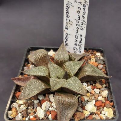 Haworthia emelyae v. comptoniana GM 266, ex. A.L. X Haworthia breueri GM 449, ex. A.L.