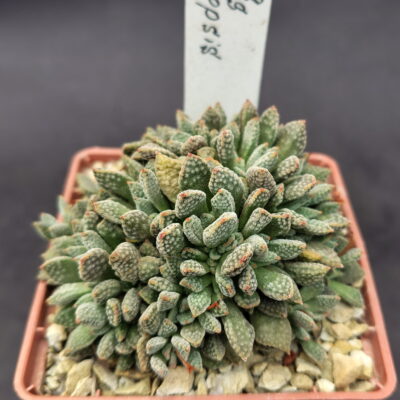 Crassula ausensis subs. titanopsis