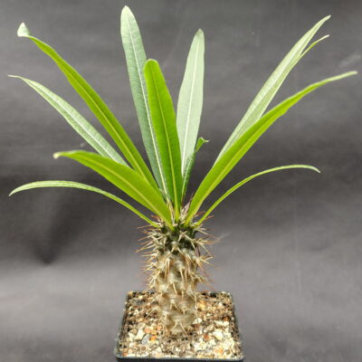 Pachypodium ramosum