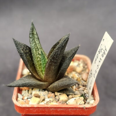 Haworthia Jack Brown