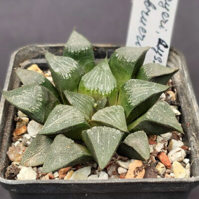 Haworthia bayeri, Dysseldorp, ex. S.H. X Haworthia breueri GM 449, ex. A.L.
