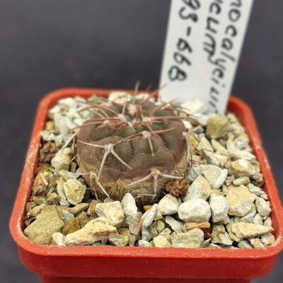 Gymnocalycium glaucum GN 93-668