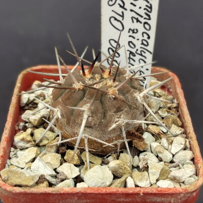 Gymnocalycium piltziorum STO 88-178, Pinchas