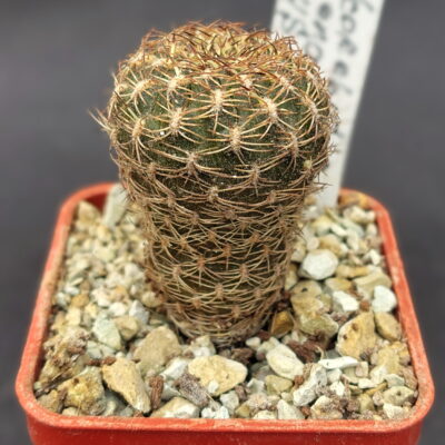 Sulcorebutia arenacea HS 30