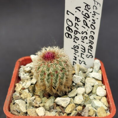 Echinocereus rigidissimus  v.rubispinus Lau 088