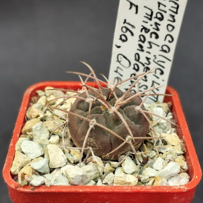 Gymnocalycium guanchinense v. mirandaense LF 16a