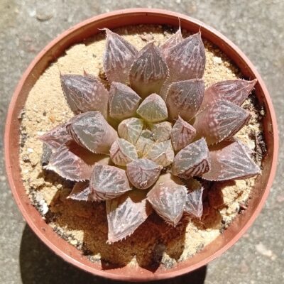 Haworthia Mirror Ball hybr
