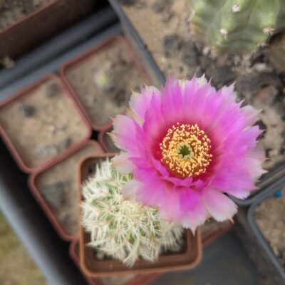 Echinocereus reichenbachii