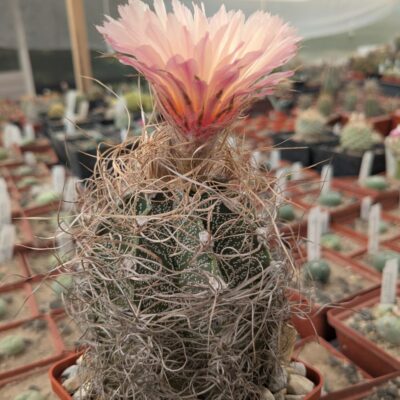 Astrophytum capricorne Weisse Stachel