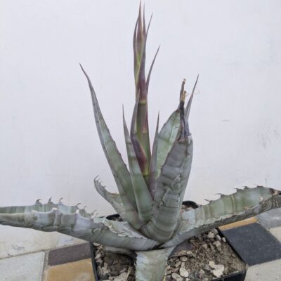 Agave sobria MG1899.35 Santa Rosalia