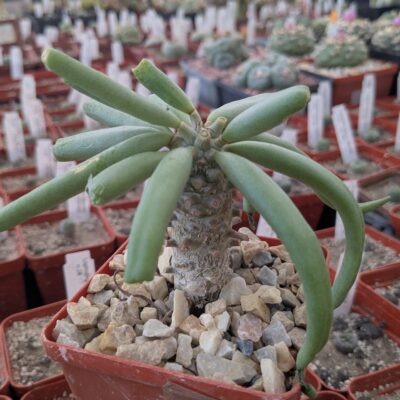 Tylecodon cacalioides