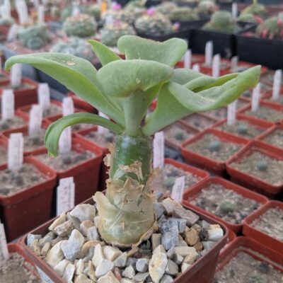 Tylecodon paniculatus