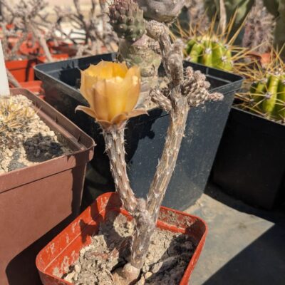 Pterocactus decipiens