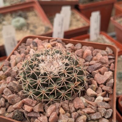 Mammillaria magnimamma Repp 906 Hacienda de los Arcos