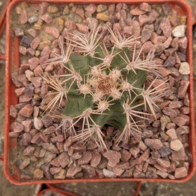 Echinocereus hybrid reichenbachii x triglochidiatus