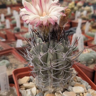 Neochilenia paucicostata blue form