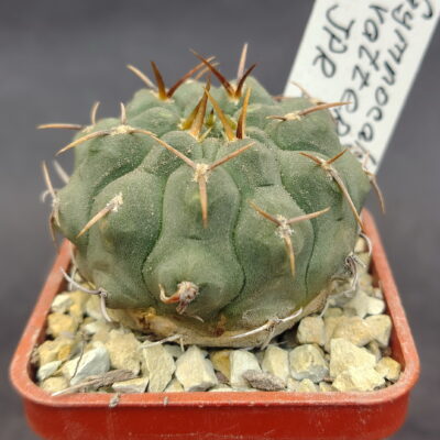 Gymnocalycium vatteri JPR 107/257