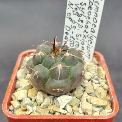 Gymnocalycium prochazkianum ssp. simile VoS 05-150, N. of Dean Funes, Córdoba (V. Schädlich)