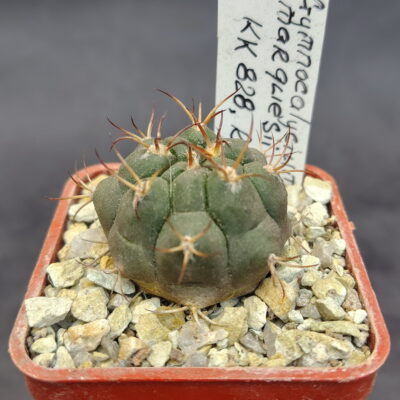 Gymnocalycium marquesii KK 828