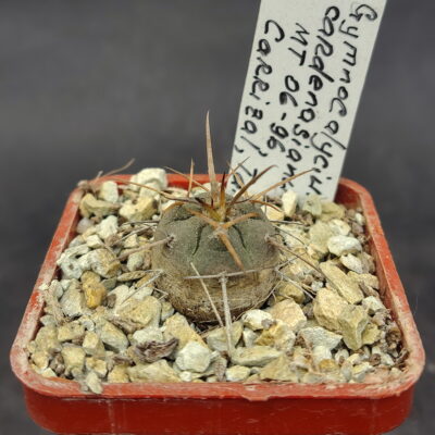 Gymnocalycium cardenesianum MT 06-96