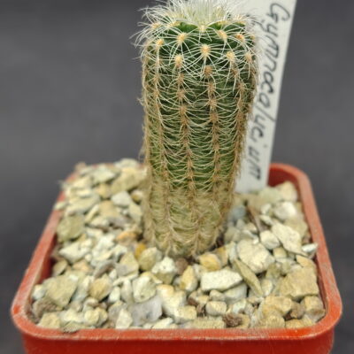 Gymnocalycium bruchii LF 86