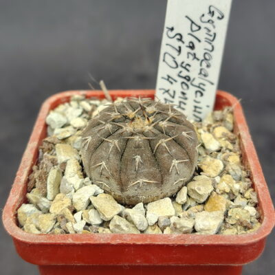 Gymnocalycium platygonum STO 474